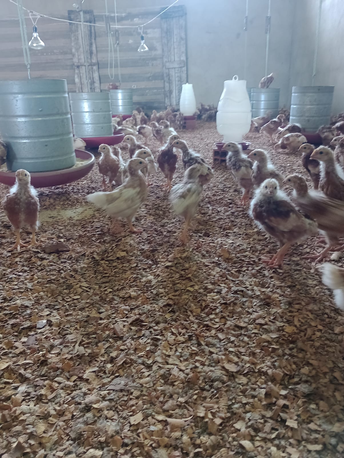 Capacitação de produtores rurais com ferramentas digitais